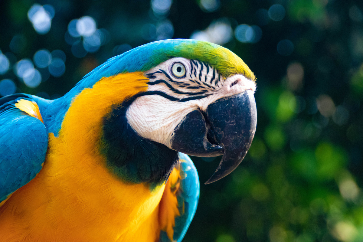 Animal Portrait of a Colorful Bird